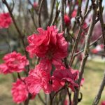 Cherry Blossoms