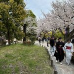 Tokyo - Cherry Blossoms