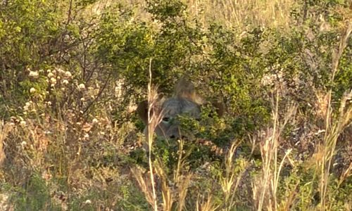 Look (Carefully) at the grass