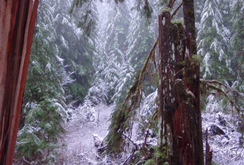 2003 December - Washington - Lake Quinalt - Rain Forest - Snow Scene 