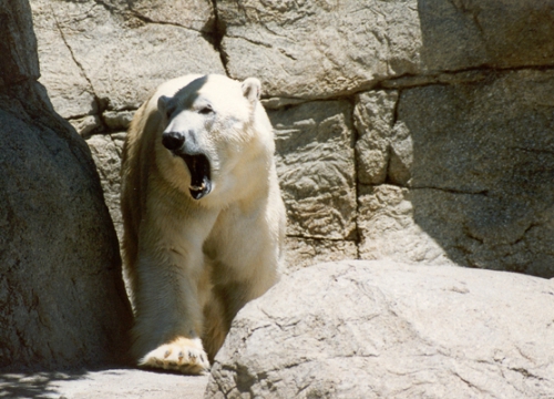 1998 - Indy Zoo - Polar Bear