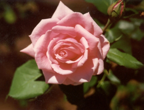 1998 - Pink Rose