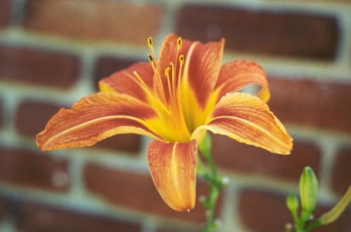 2000 July - Indianapolis - Lilly - Tiger