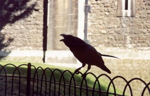 2000 September - UK - England - London - Tower Raven