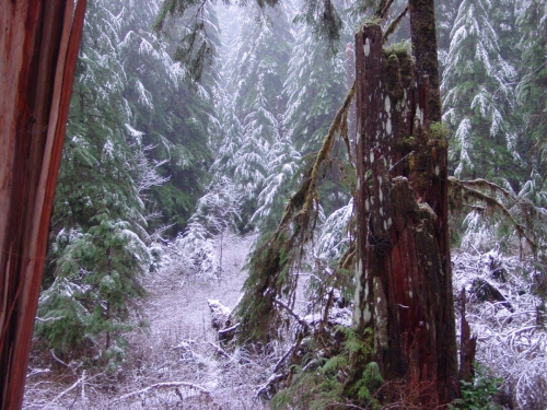 2003 December - Washington - Lake Quinalt - Rain Forest - S